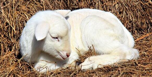 agnello