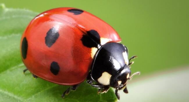 coccinella