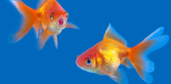 pesce